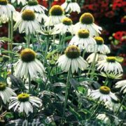 Echinacea purpurea 'Alba' seeds - (White Coneflower, White Swan)