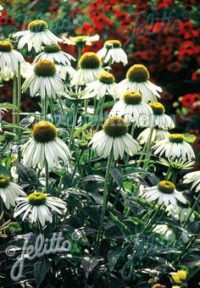 Echinacea purpurea 'Alba' seeds - (White Coneflower, White Swan)
