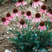 Echinacea angustifolia seeds