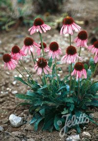 Echinacea angustifolia seeds
