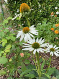 Echinacea purpurea 'Baby Swan White' seeds - (Coneflower)