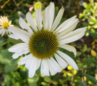 Echinacea purpurea 'Happy Star' seeds - ( Coneflower)