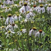 Echinacea pallida 'Hula Dancer' seeds - (Coneflower)