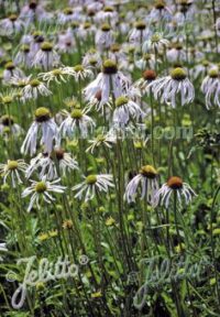 Echinacea pallida 'Hula Dancer' seeds - (Coneflower)