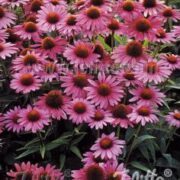 Echinacea purpurea 'Magnus Superior' seeds - (Coneflower)