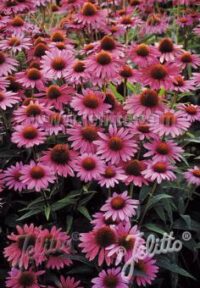 Echinacea purpurea 'Magnus Superior' seeds - (Coneflower)