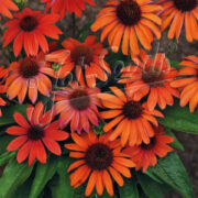 Echinacea purpurea 'Mellow Scarlets' - ( Coneflower)