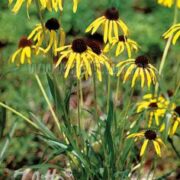 Echinacea paradoxa  seeds - ( Bush's Purple Coneflower, Ozark Coneflower)