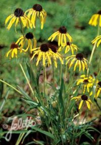 Echinacea paradoxa plants - (Ozark Coneflower, Bush's Purple Coneflower)