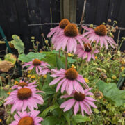 Echinacea purpurea  seeds - (Purple Cone Flower)