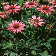 Echinacea purpurea 'Rubinstern' seeds - ( Coneflower)