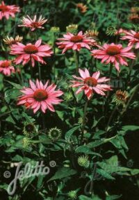 Echinacea purpurea 'Rubinstern' seeds - ( Coneflower)