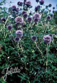 Echinops bannaticus "Blue Glow' seeds-(Blue Globe Thistle)