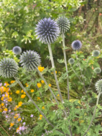 Echinops ritro ssp ruthenicus 'Platinum Blue' seeds - Image 2