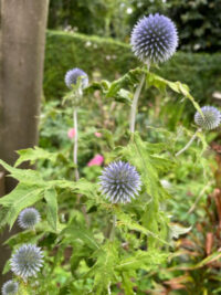 Echinops ritro ssp ruthenicus 'Platinum Blue' seeds