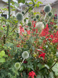 Echinops bannaticus 'Star Frost' seeds - (Globe Thistle) - Image 2