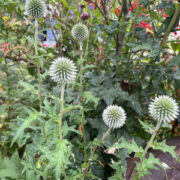 Echinops bannaticus 'Star Frost' seeds - (Globe Thistle)