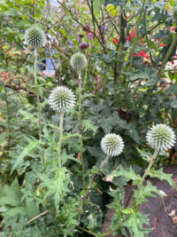 Echinops bannaticus 'Star Frost' seeds - (Globe Thistle)
