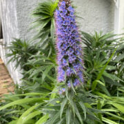 Echium fastuosum seeds