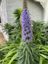 Echium fastuosum seeds