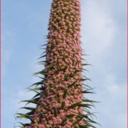 Echium 'Pink Fountain' seeds - (Tower of jewels)