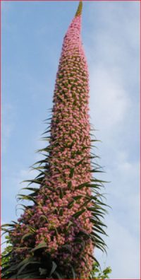 Echium 'Pink Fountain' seeds - (Tower of jewels)