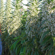 Echium pininana 'Snow Tower' seeds