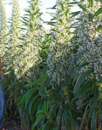 Echium pininana 'Snow Tower' seeds