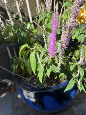 Elsholtzia stauntonii seeds - ( Mint Shrub) - Image 2