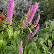 Elsholtzia stauntonii seeds - ( Mint Shrub)