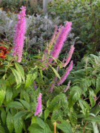 Elsholtzia stauntonii seeds - ( Mint Shrub)