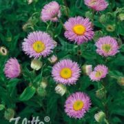 Erigeron speciosus 'Pink Jewel' seeds - (Fleabane)