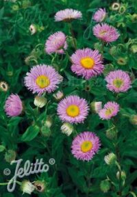 Erigeron speciosus 'Pink Jewel' seeds - (Fleabane)
