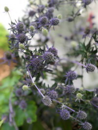 Eryngium planum 'Blue Cap' plants - Image 2