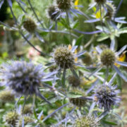 Eryngium planum 'Blue Cap' plants
