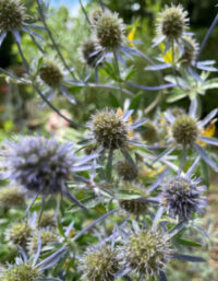 Eryngium planum 'Blue Cap' plants