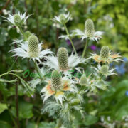 Eryngium giganteum 'Miss Willmott's Ghost' plants