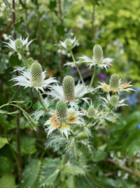 Eryngium giganteum 'Miss Willmott's Ghost' plants