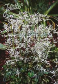 Eryngium variifolium  seeds - (Miss Marble, Sea Holly)