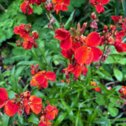 Erysimum cheiri 'Fire King' seeds - ( Wallflower)