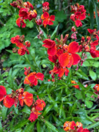 Erysimum "Fire King' seeds - ( Wallflower)