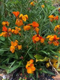 Erysimum "Fire King' seeds - ( Wallflower) - Image 2