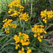 Erysimum cheiri 'Cloth of Gold' seeds - ( Wallflower)