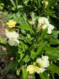 Erysimum cheiri 'Ivory White' seeds - (Wallflower)