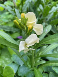 Erysimum cheiri 'Ivory White' seeds - (Wallflower) - Image 2