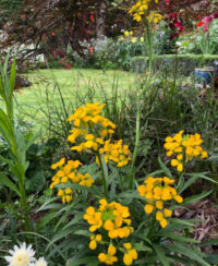 Erysimum perovskianum 'Gold Shot' plants