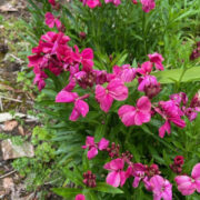 Erysimum cheiri 'Ruby Gem' seeds- (Wallflower)