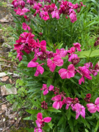 Erysimum cheiri 'Ruby Gem' seeds- (Wallflower)