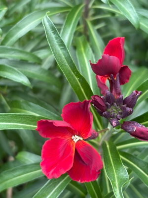 Erysimum chieri 'Vulcan' seeds - ( Wallflower) - Image 3