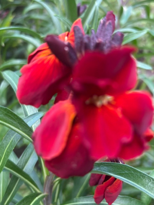 Erysimum chieri 'Vulcan' seeds - ( Wallflower) - Image 2